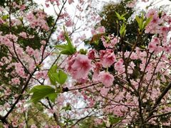 -大埔公路-马料水段香港中文大学(公交站)