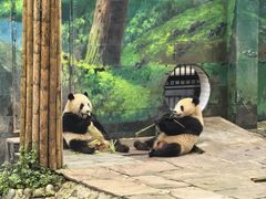 -中国大熊猫保护研究中心雅安碧峰峡基地