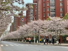 -高东镇樱花园