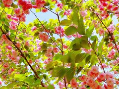 -上海共青森林公园