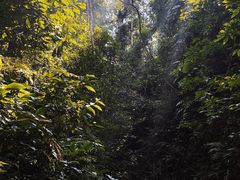 -西双版纳原始森林公园
