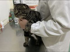 -米苏动物医院·犬猫专科·骨科外科内窥镜