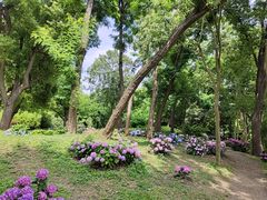 -上海共青森林公园