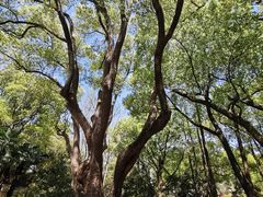 -徐家汇源景区-衡山公园