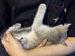-艾贝尔宠物医院·24H转诊中心·肿瘤猫专科(江宁双龙店)