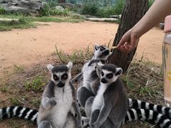 -秦皇岛野生动物园