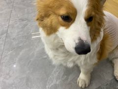 -pd派德宠物中心医院24H急重症·眼科中心·血液透析中心(嵩山北路店)