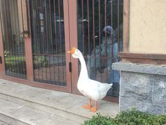 -诗经里