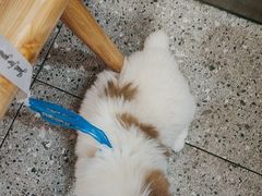 -塔斯汀中国汉堡(东平店)