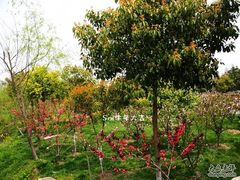 -南汇桃花村