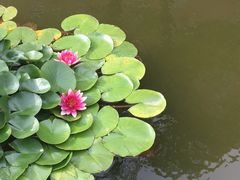 -叶家花园