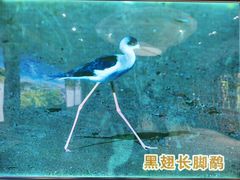 -大亚湾红树林城市湿地公园