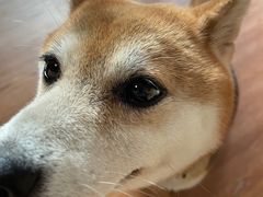 -柴犬高等学院·狗咖·柴犬售卖·宠物训练