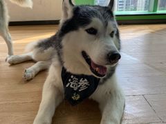 -Husky Go! 哈士奇体验馆·宠物咖啡厅狗咖