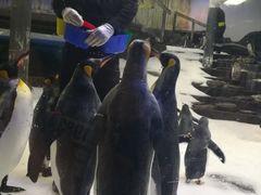 -悉尼海洋生物水族馆