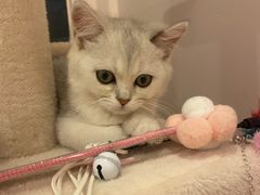 -猫咪派对(江南西店)