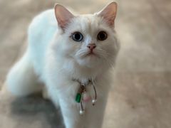 -楼上猫咖(罗湖店)