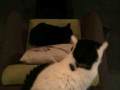 -喵店&猫咖