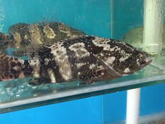 水产区-港畔赶海蒸汽海鲜烧烤自助(仙螺岛店)