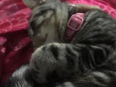 -荣耀金沙动物医院(清江西路店)