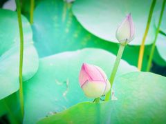 -普陀山风景名胜区-法雨禅寺
