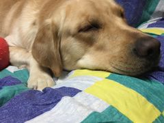 -翊宠yipet猫狗购宠庄园犬舍•猫舍