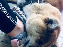 -柴犬高等学院·狗咖·柴犬售卖·宠物训练