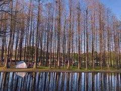 -上海共青森林公园