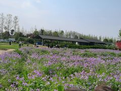 -杭州湾海上花田景区