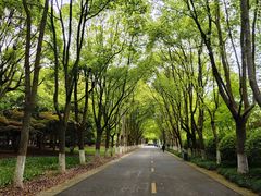-上海鲜花港