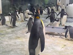 -大连圣亚海洋世界