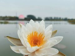 -荷花大观园