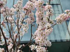 -高嶺咖啡(望京店)