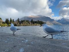 -Patagonia Chocolates(皇后镇店)