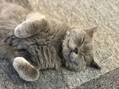 -米宠家·撸猫猫咖小萌宠·猫咪洗澡·猫咪寄养(高新大都荟店)
