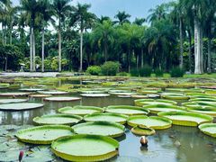 -中国科学院西双版纳热带植物园