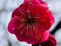 -梅花山(明孝陵内)