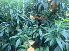 -南汇水蜜桃采摘(大团店)