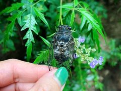 -碓臼峪自然风景区