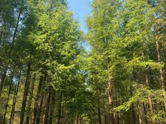 -黄海国家森林公园