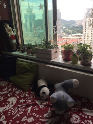 点击看大图 -英刺青 纹身 洗纹身