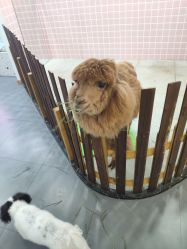 -Moni星球萌宠·小马宝莉·灵蛇·高端高阶全萌宠互动体验俱乐部(红豆国际广场店)