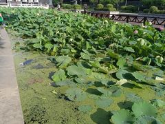 -莲湖公园