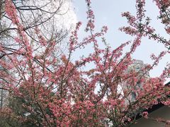 -温江公园