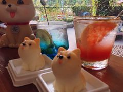 -柴犬高等学院·狗咖·柴犬售卖·宠物训练