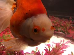 -上海海洋水族馆