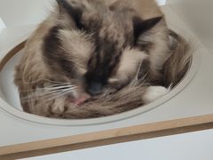 -Catmate·猫肥家润(金润铂宫店)