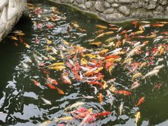 -都江堰玫瑰花溪谷