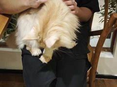 -有猫主题·治愈系猫咖(曾厝垵店)