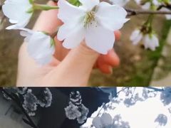 -武汉大学-樱园
